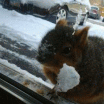 Sloth (USA-2) : R U in There?